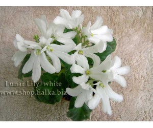 Lunar Lily White