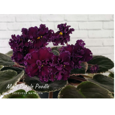Ma's Purple Poodle (O. Robinson)